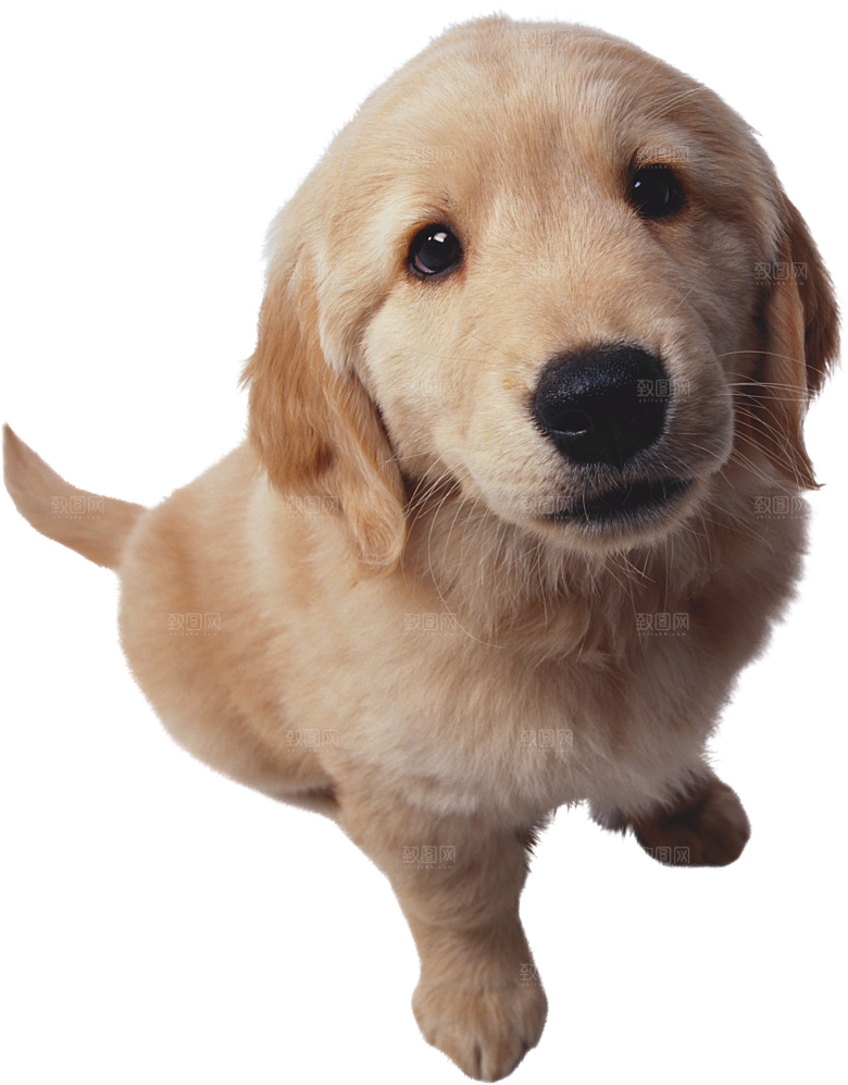 可爱宠物狗各种狗狗犬类动物高清PNG