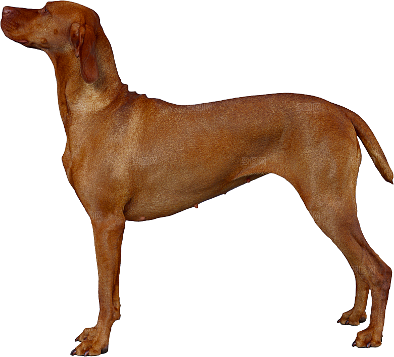 可爱宠物狗各种狗狗犬类动物高清PNG