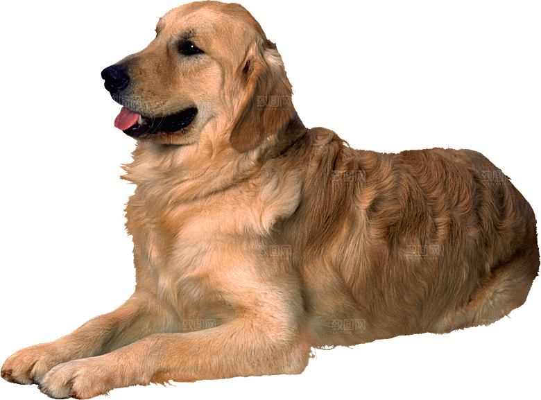 可爱宠物狗各种狗狗犬类动物高清PNG