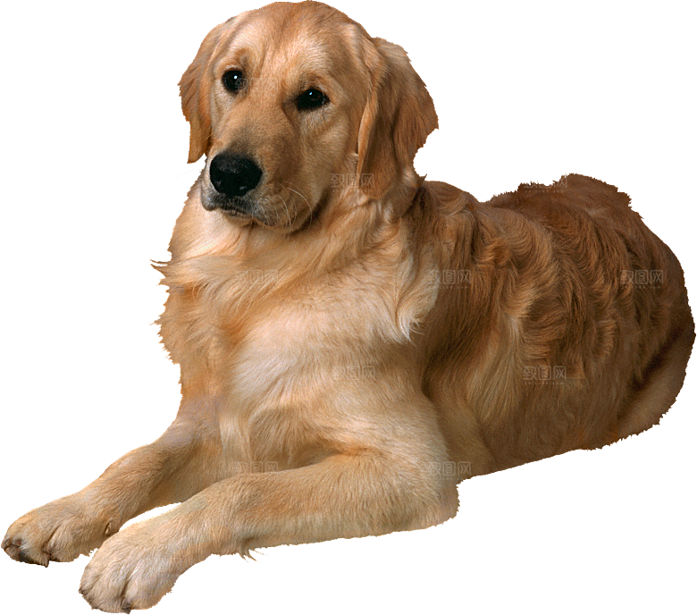 可爱宠物狗各种狗狗犬类动物高清PNG素材