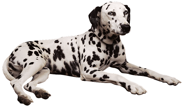 可爱宠物狗各种狗狗犬类动物高清PNG素材