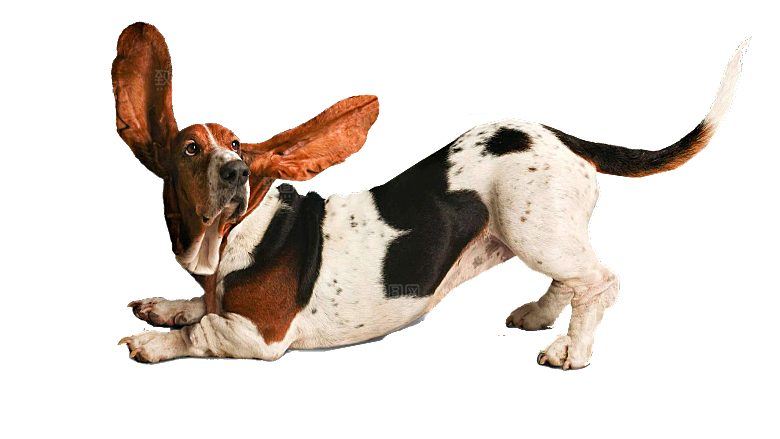 可爱宠物狗各种狗狗犬类动物高清PNG素材