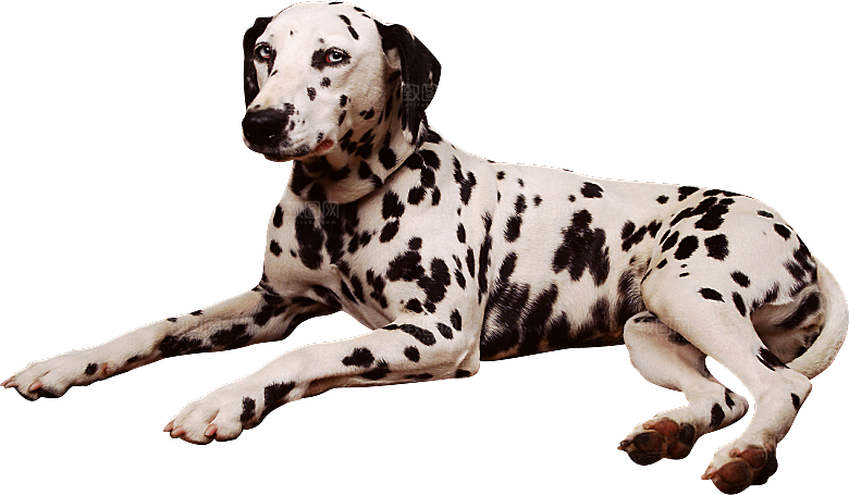 可爱宠物狗各种狗狗犬类动物高清PNG素材