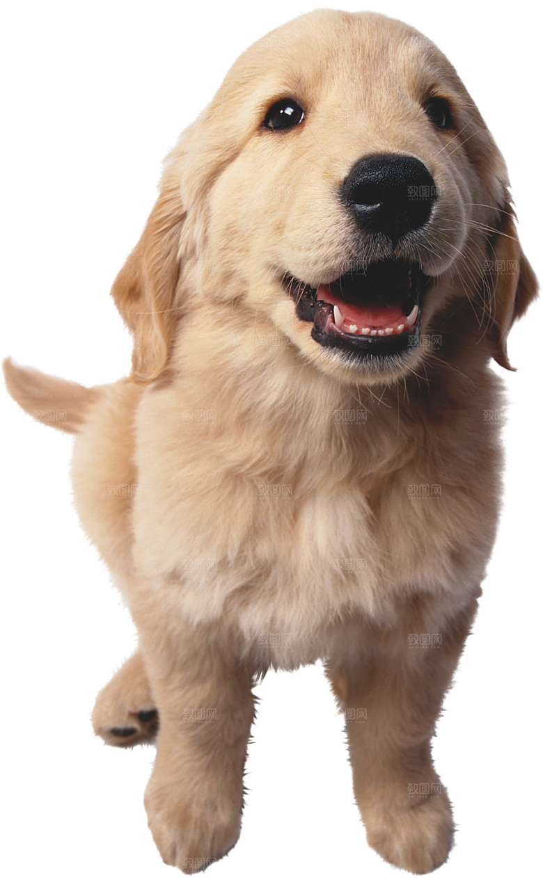 可爱宠物狗各种狗狗犬类动物高清PNG素材