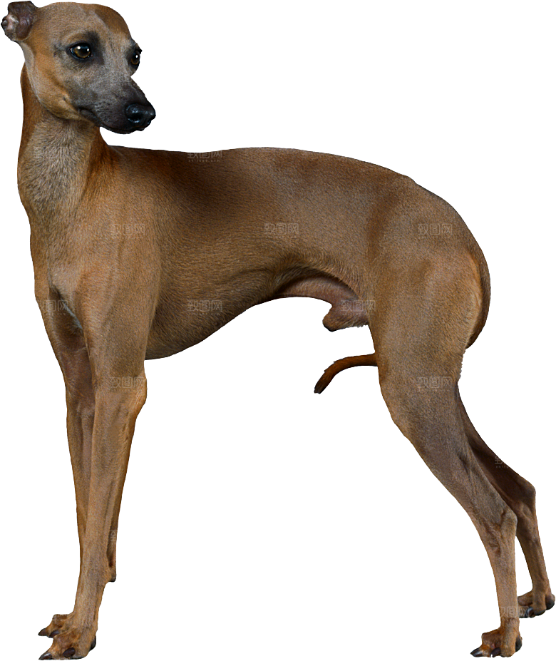 可爱宠物狗各种狗狗犬类动物高清PNG素材