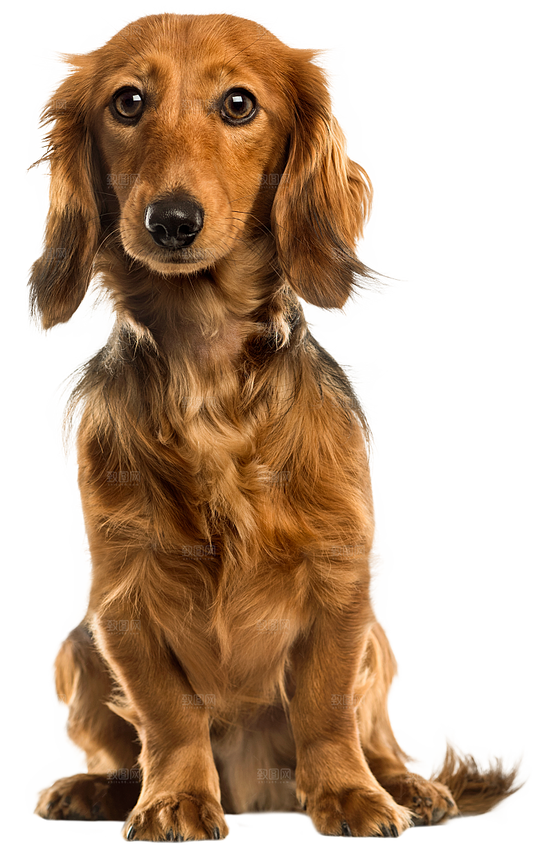 可爱宠物狗各种狗狗犬类动物高清PNG素材