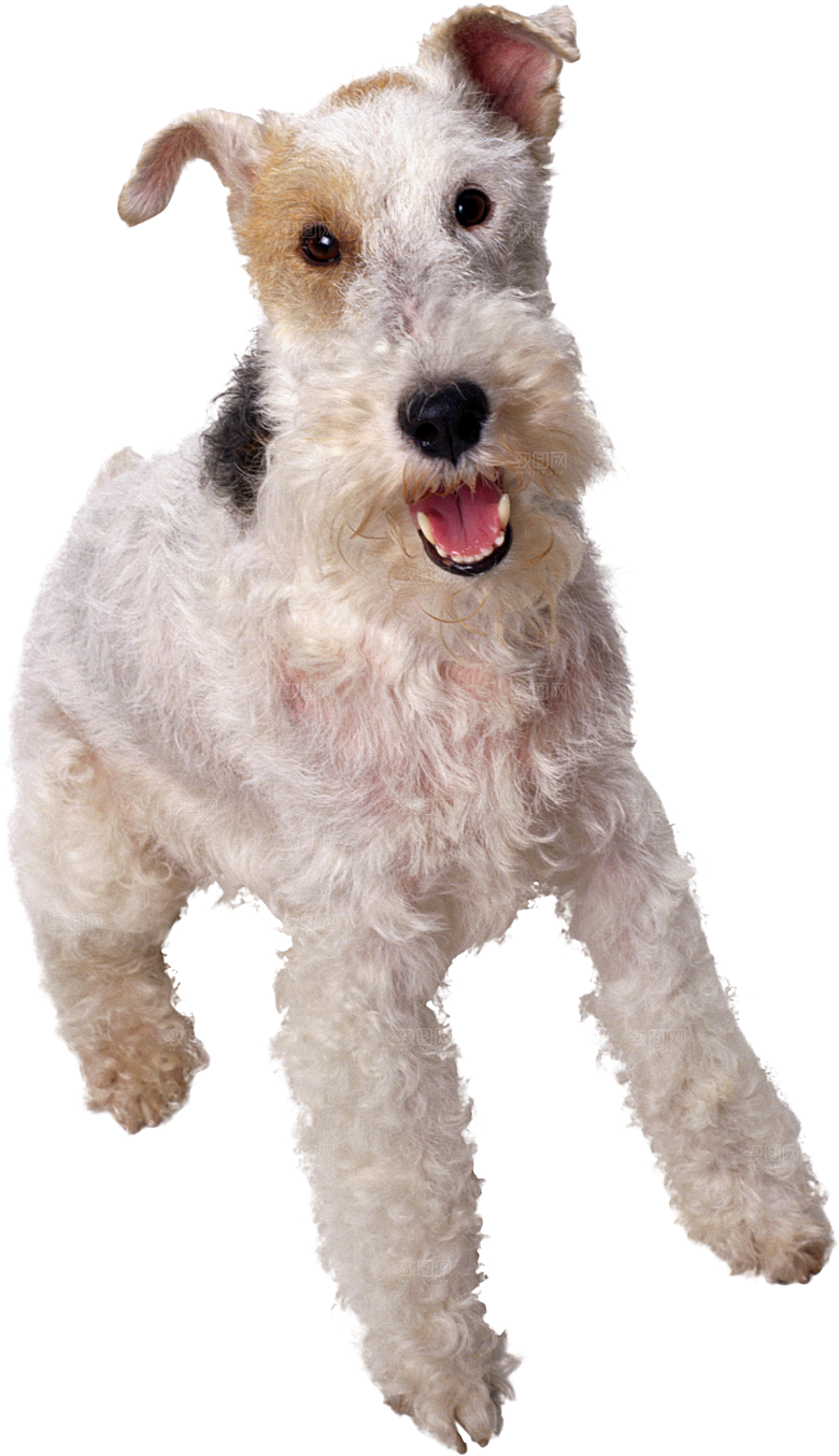 可爱宠物狗各种狗狗犬类动物高清PNG