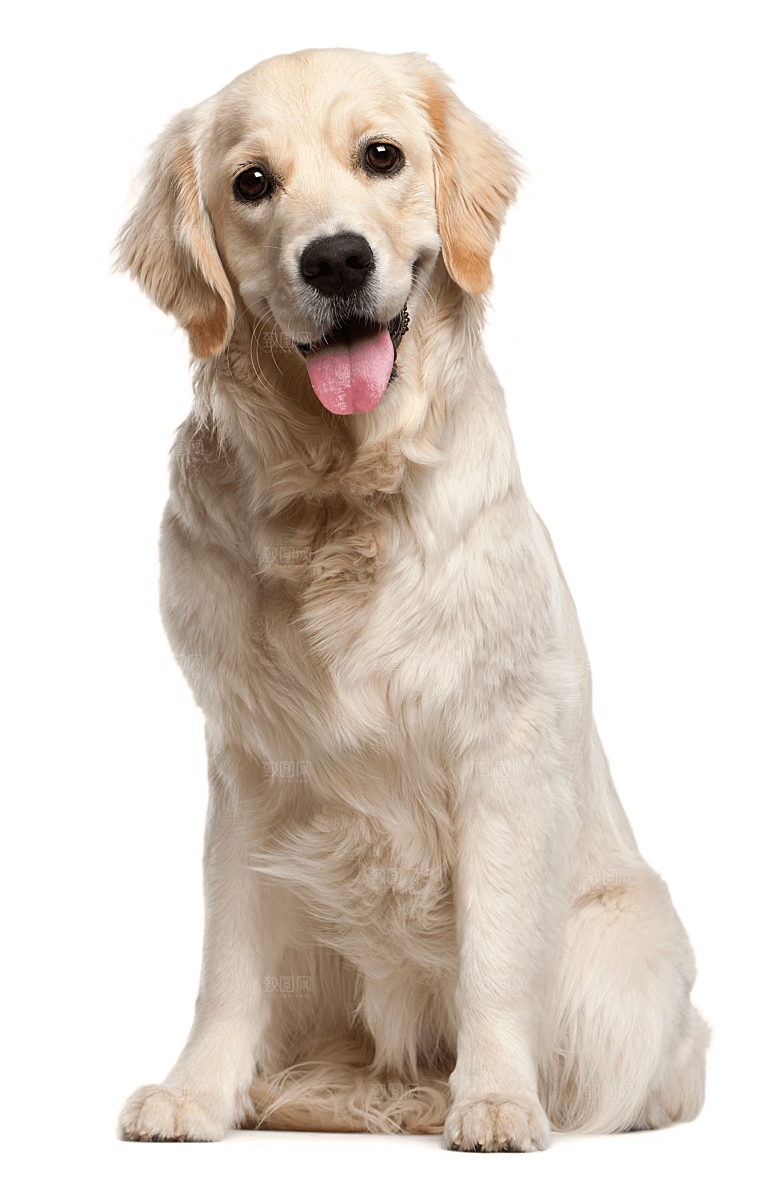 可爱宠物狗各种狗狗犬类动物高清PNG