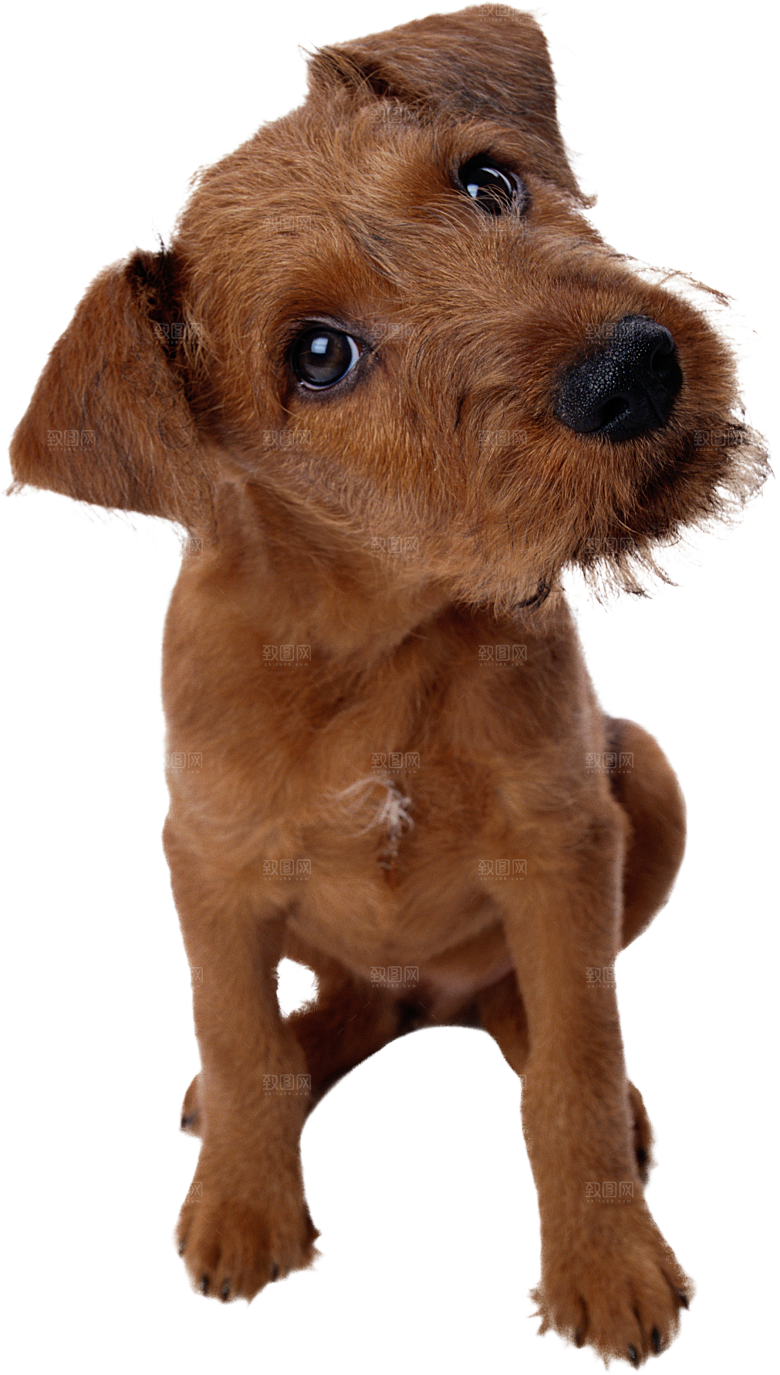 可爱宠物狗各种狗狗犬类动物高清PNG