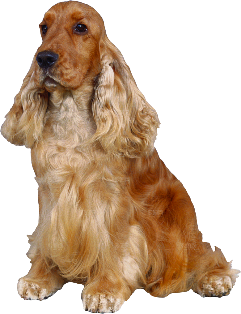 可爱宠物狗各种狗狗犬类动物高清PNG