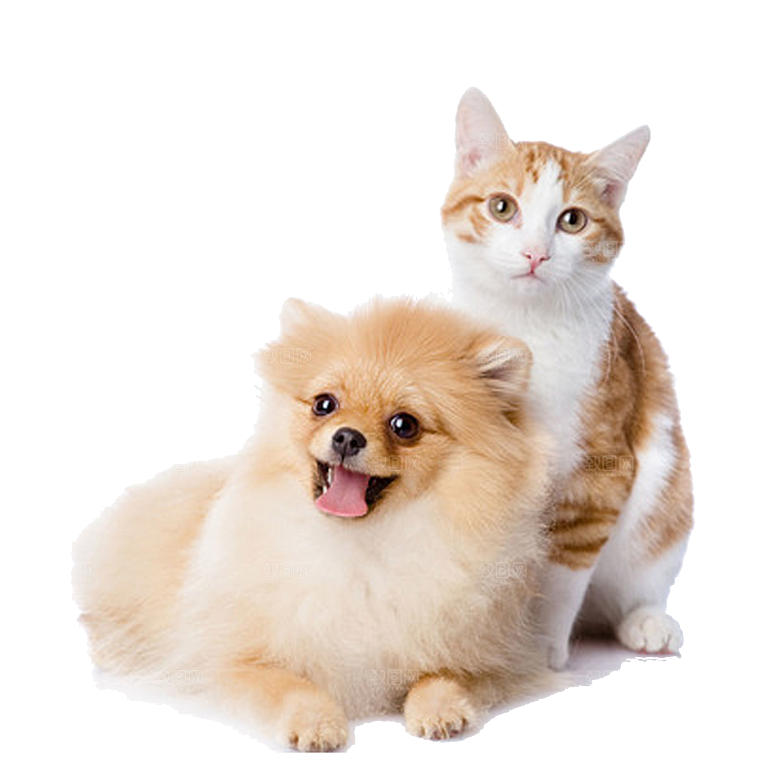 可爱宠物狗各种狗狗犬类动物高清PNG