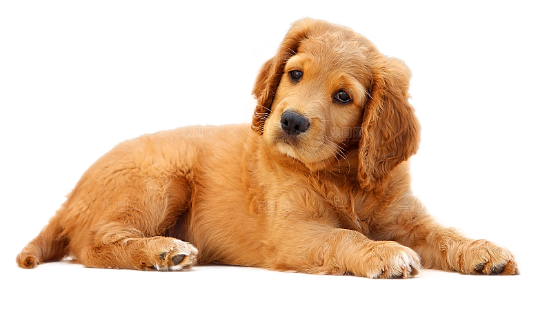可爱宠物狗各种狗狗犬类动物高清PNG