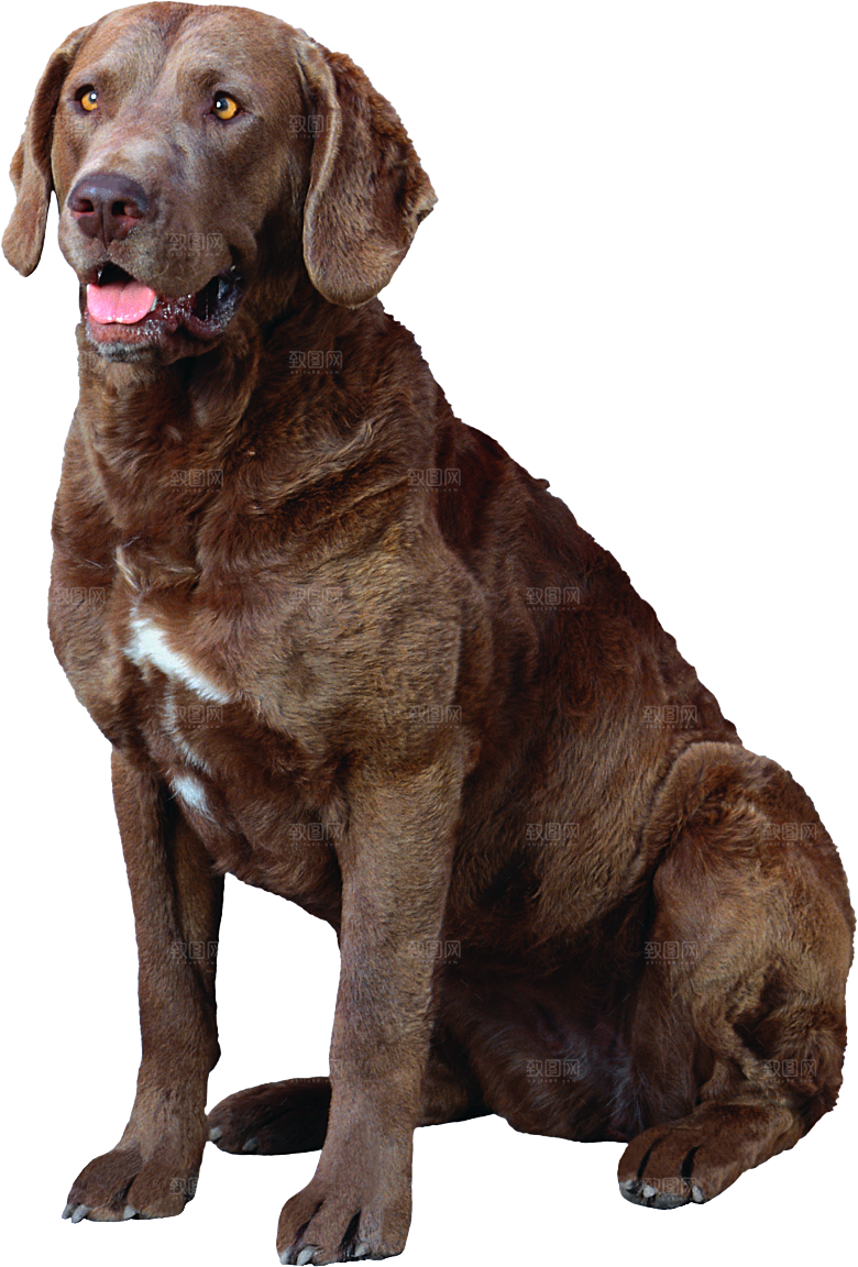 可爱宠物狗各种狗狗犬类动物高清PNG