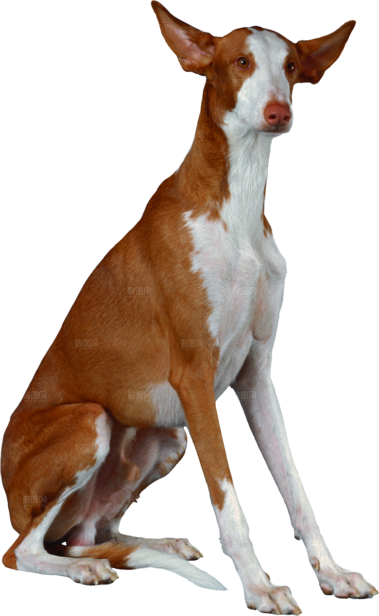 可爱宠物狗各种狗狗犬类动物高清PNG