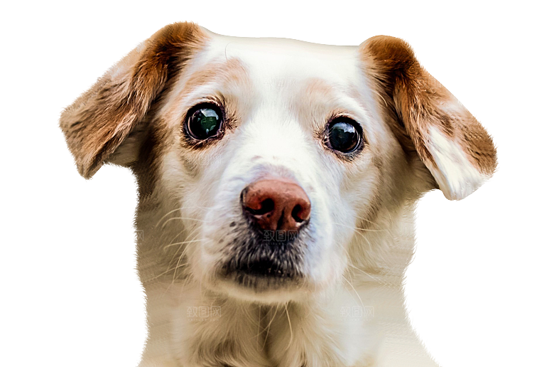 可爱宠物狗各种狗狗犬类动物高清PNG素材