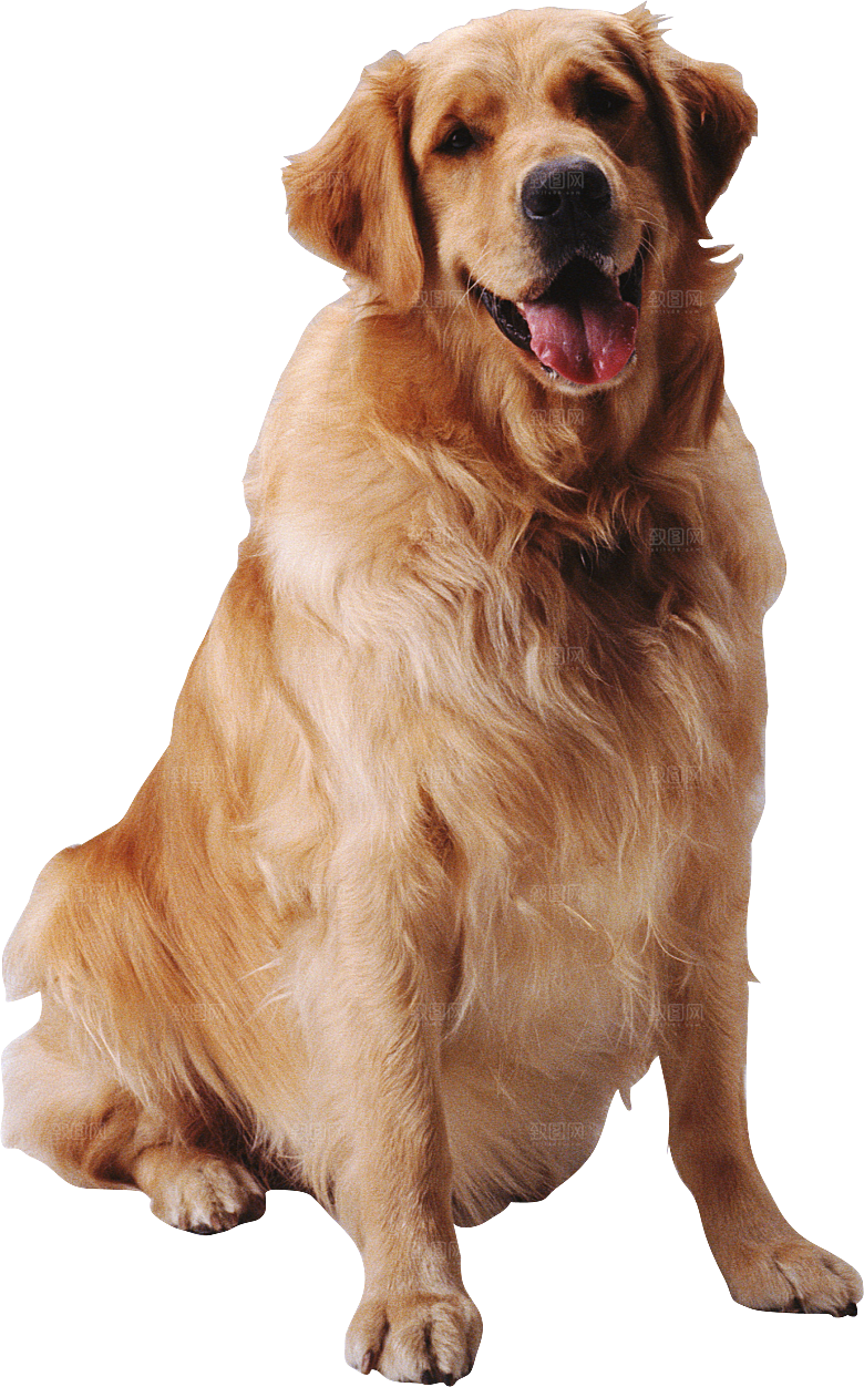 可爱宠物狗各种狗狗犬类动物高清PNG素材