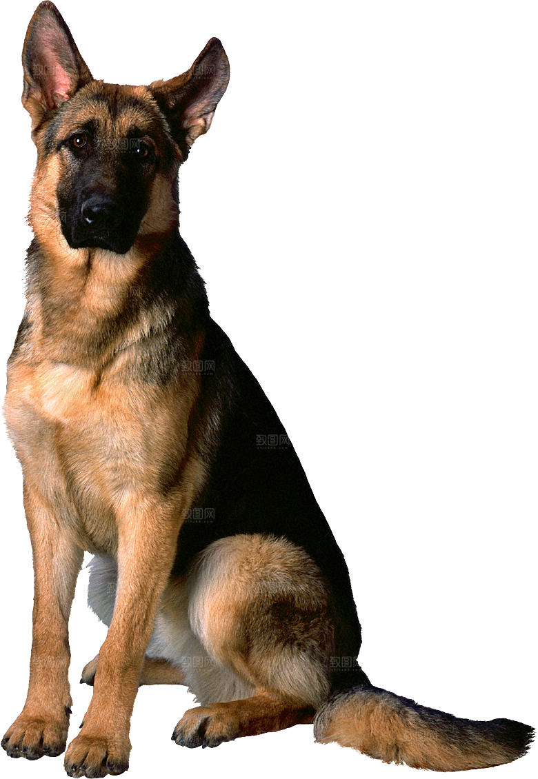 可爱宠物狗各种狗狗犬类动物高清PNG素材