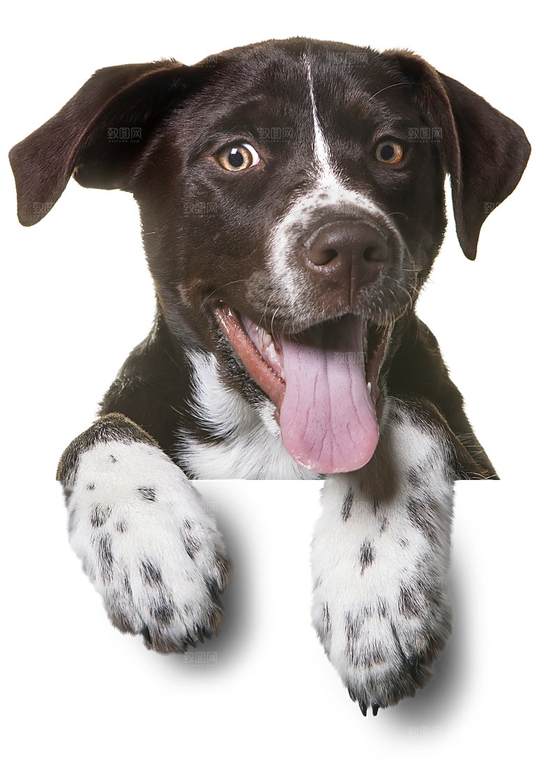 可爱宠物狗各种狗狗犬类动物高清PNG素材