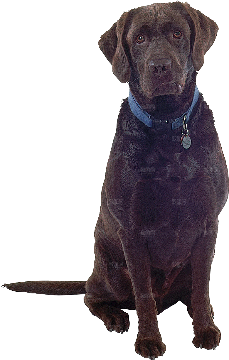 可爱宠物狗各种狗狗犬类动物高清PNG