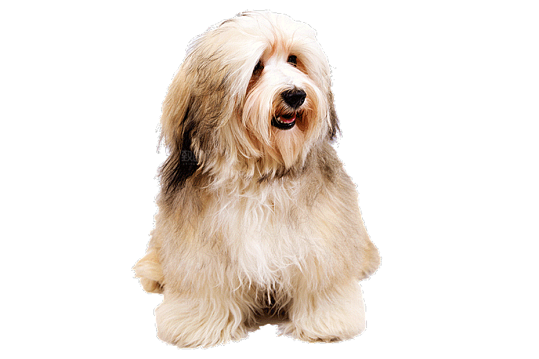 可爱宠物狗各种狗狗犬类动物高清PNG