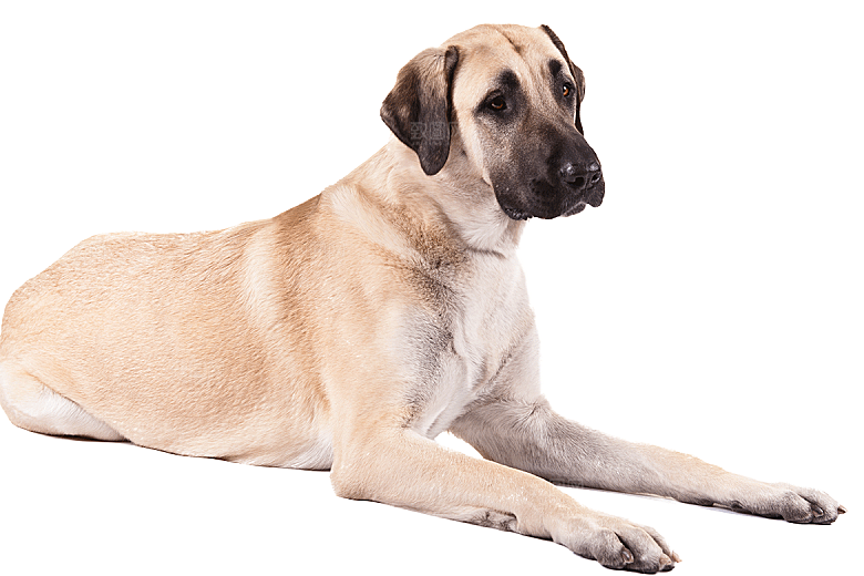 可爱宠物狗各种狗狗犬类动物高清PNG