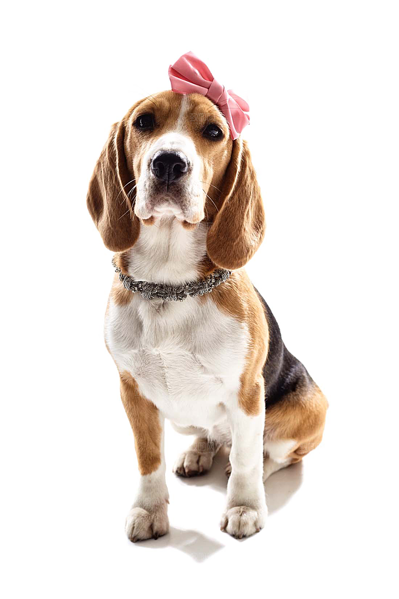 可爱宠物狗各种狗狗犬类动物高清PNG