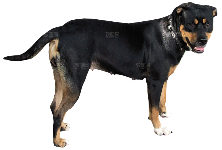 可爱宠物狗各种狗狗犬类动物高清PNG素材