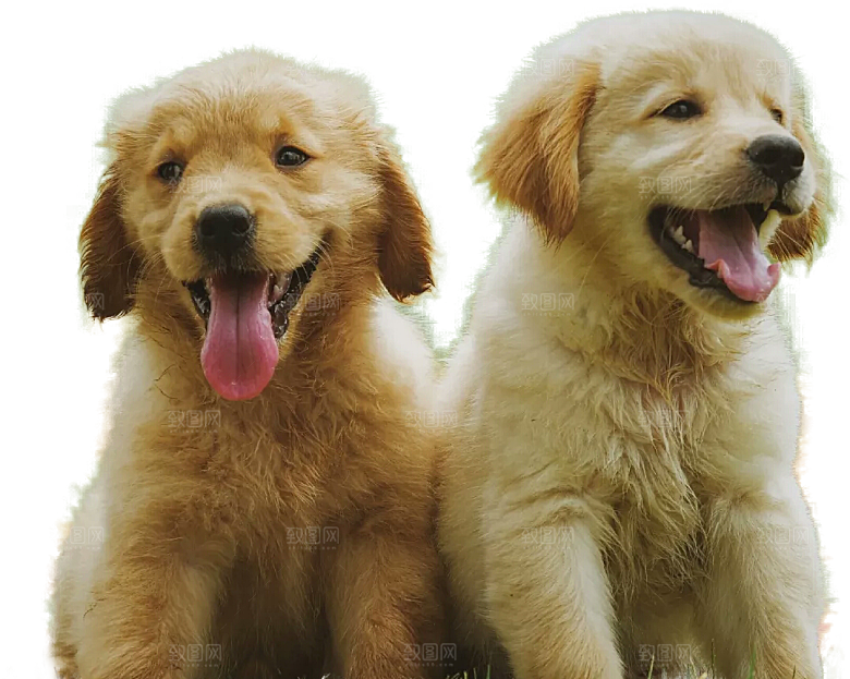 可爱宠物狗各种狗狗犬类动物高清PNG素材
