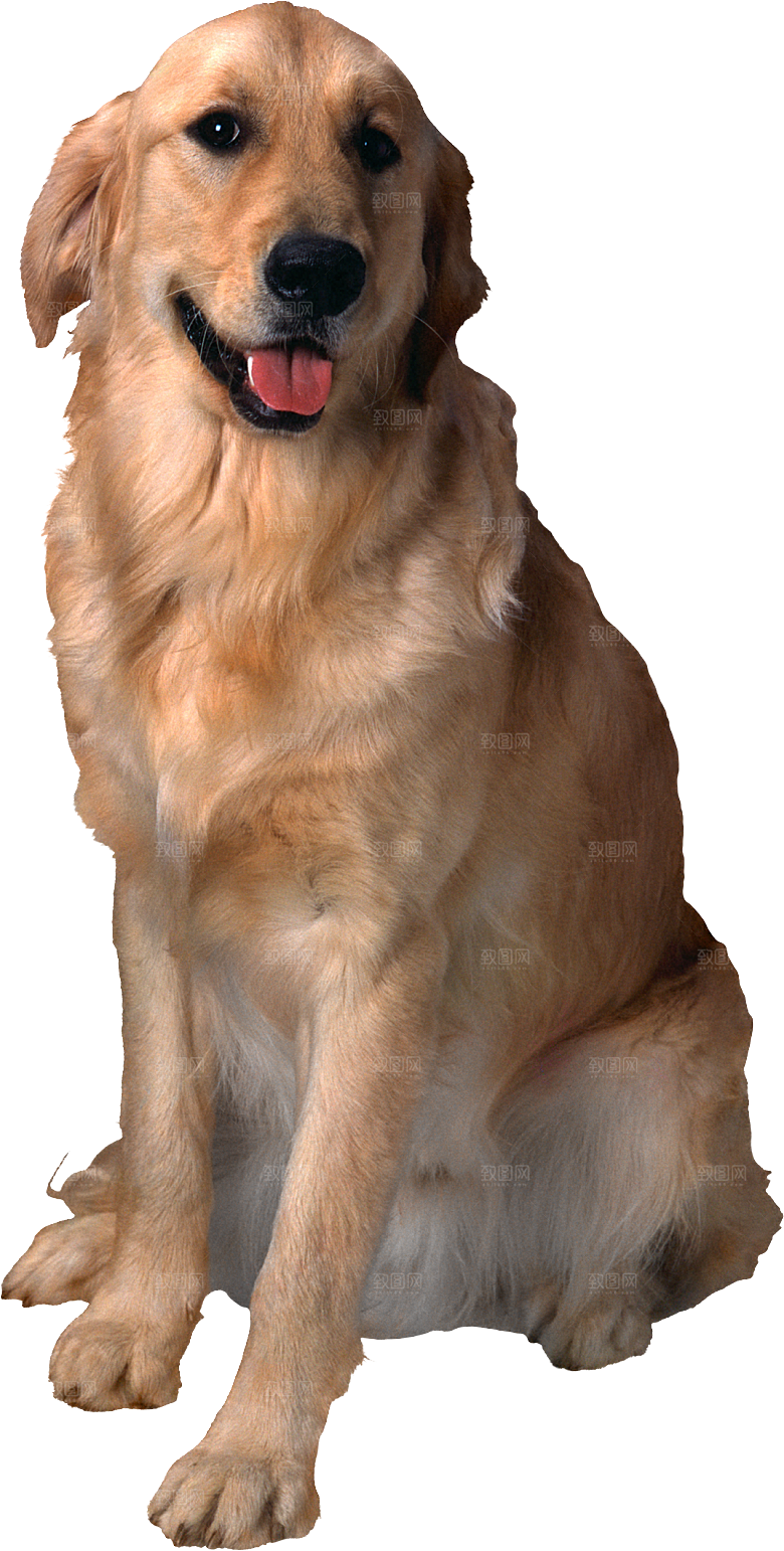可爱宠物狗各种狗狗犬类动物高清PNG素材