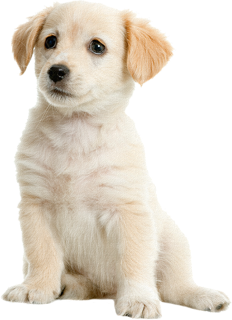 可爱宠物狗各种狗狗犬类动物高清PNG素材