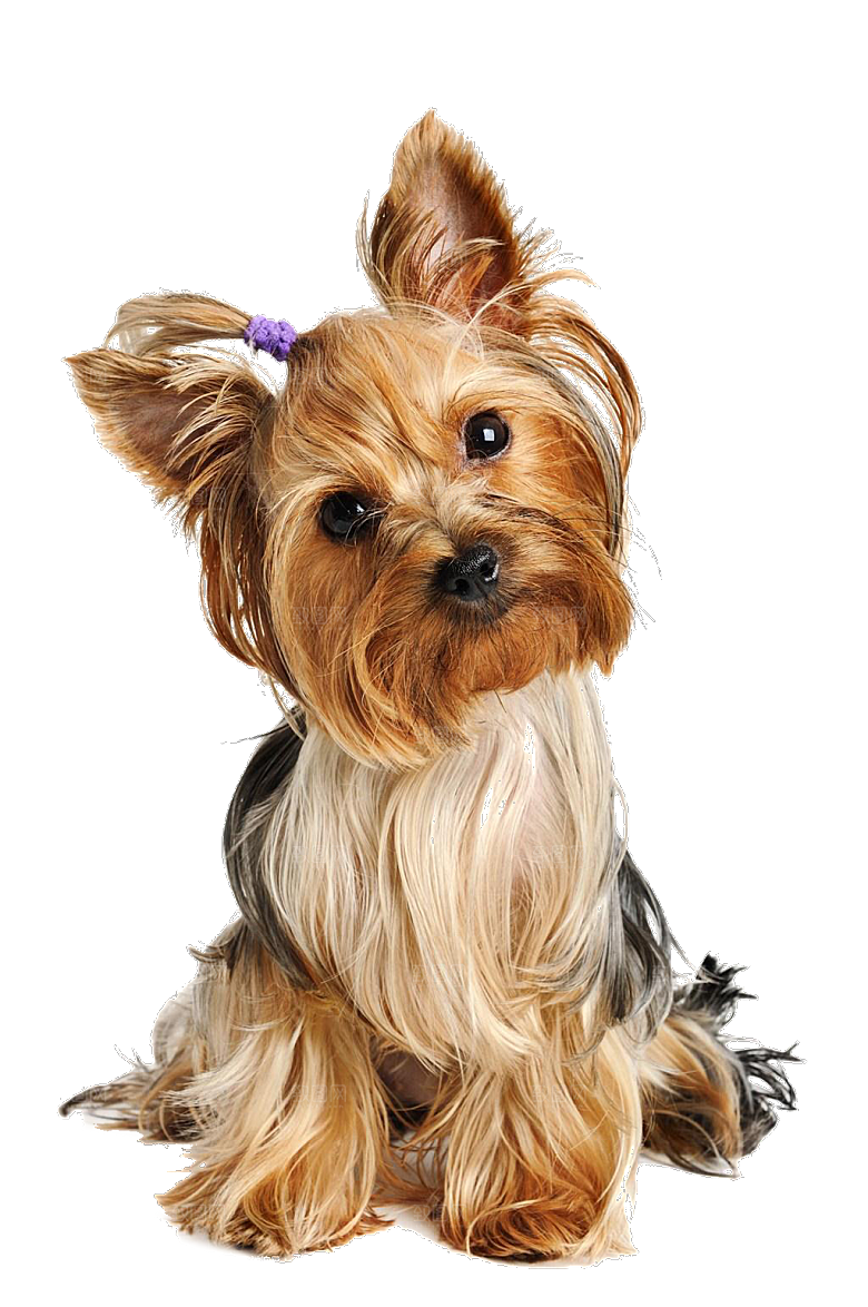 可爱宠物狗各种狗狗犬类动物高清PNG素材