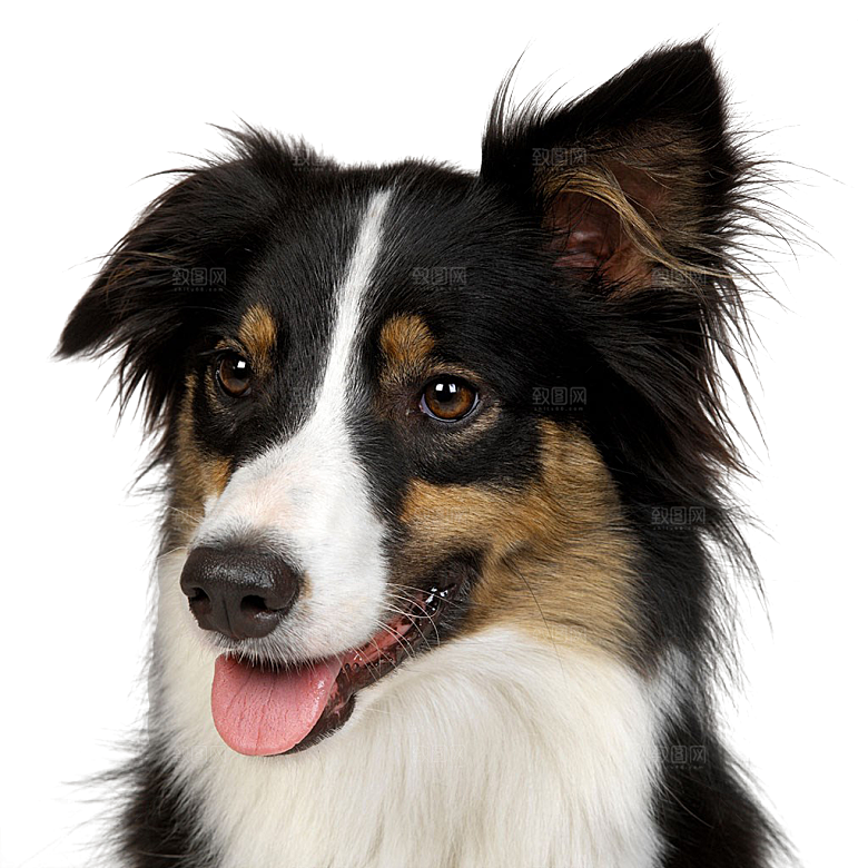 可爱宠物狗各种狗狗犬类动物高清PNG素材