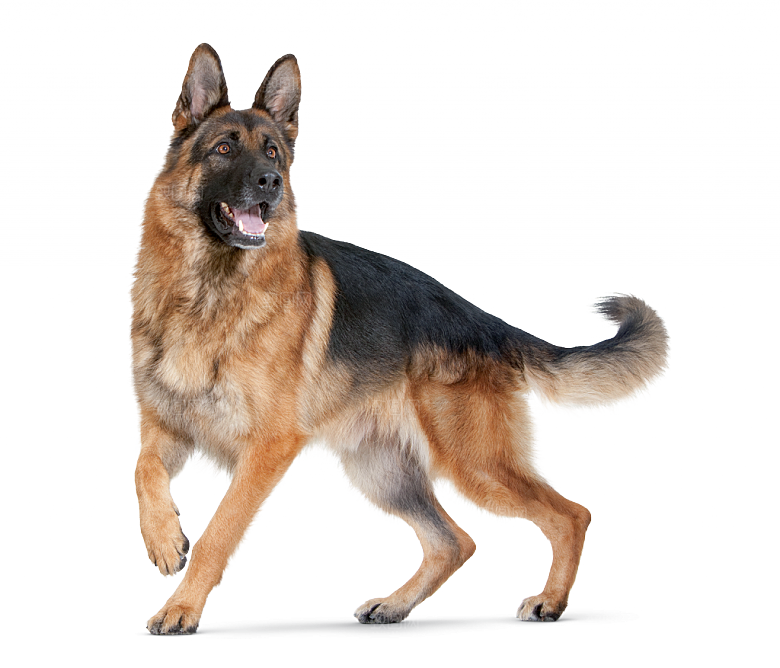 可爱宠物狗各种狗狗犬类动物高清PNG素材