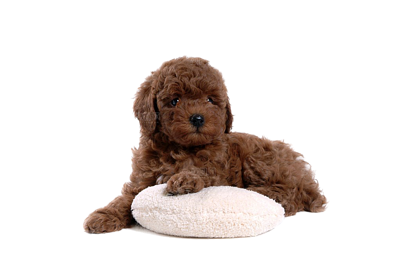 可爱宠物狗各种狗狗犬类动物高清PNG素材