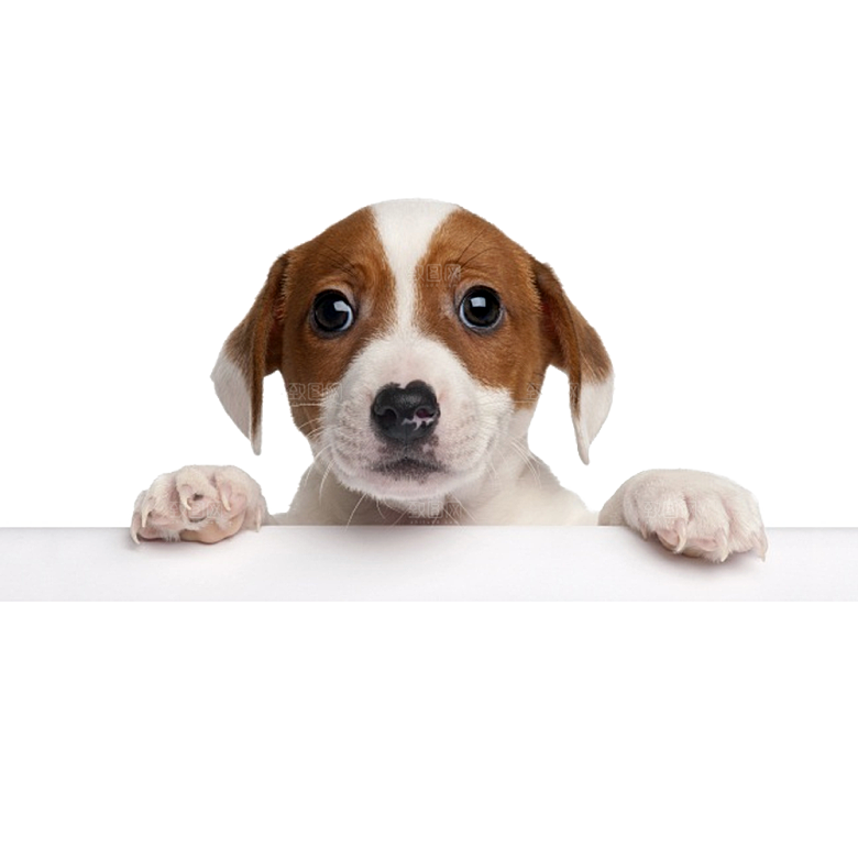 可爱宠物狗各种狗狗犬类动物高清PNG素材