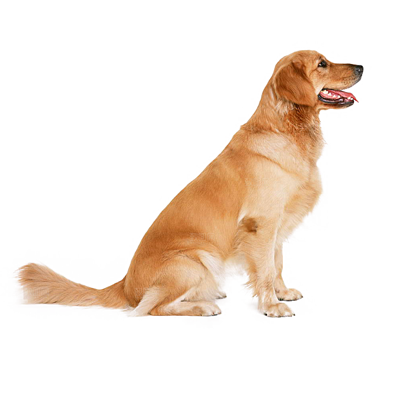 可爱宠物狗各种狗狗犬类动物高清PNG素材
