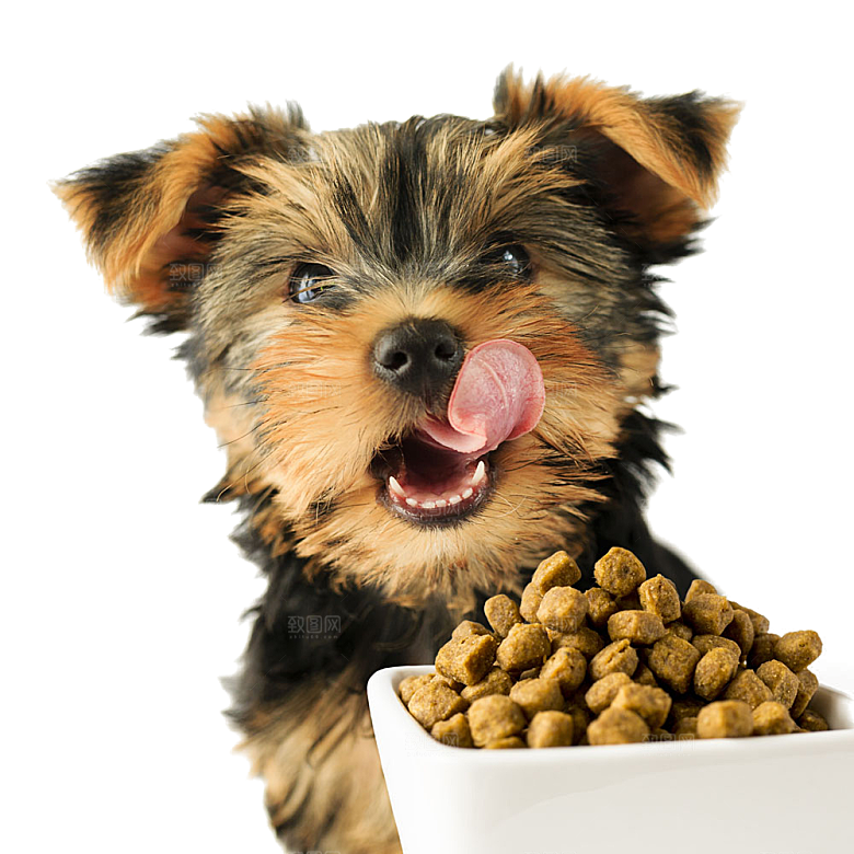 可爱宠物狗各种狗狗犬类动物高清PNG素材