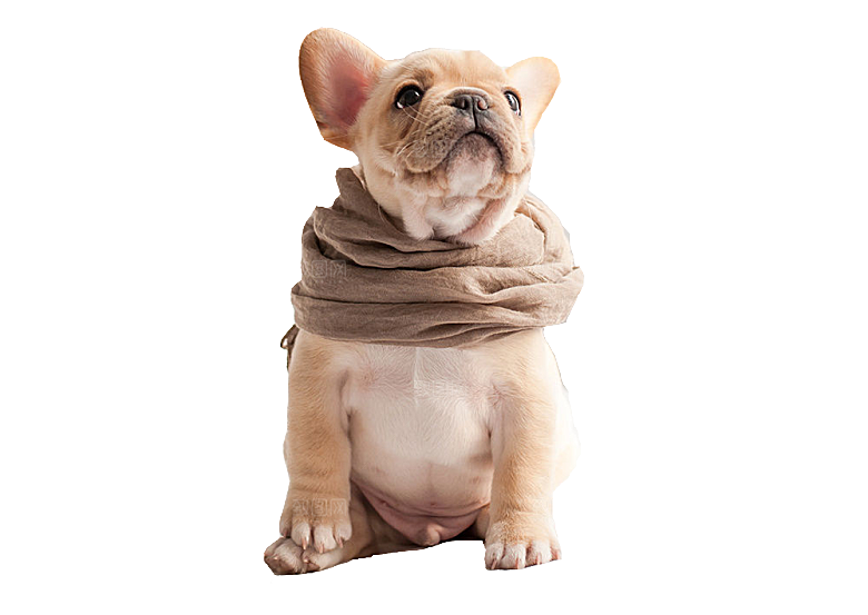 可爱宠物狗各种狗狗犬类动物高清PNG素材