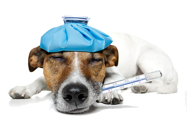 可爱宠物狗各种狗狗犬类动物高清PNG素材