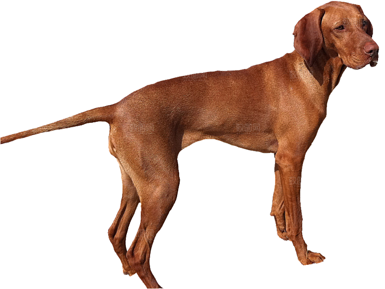 可爱宠物狗各种狗狗犬类动物高清PNG