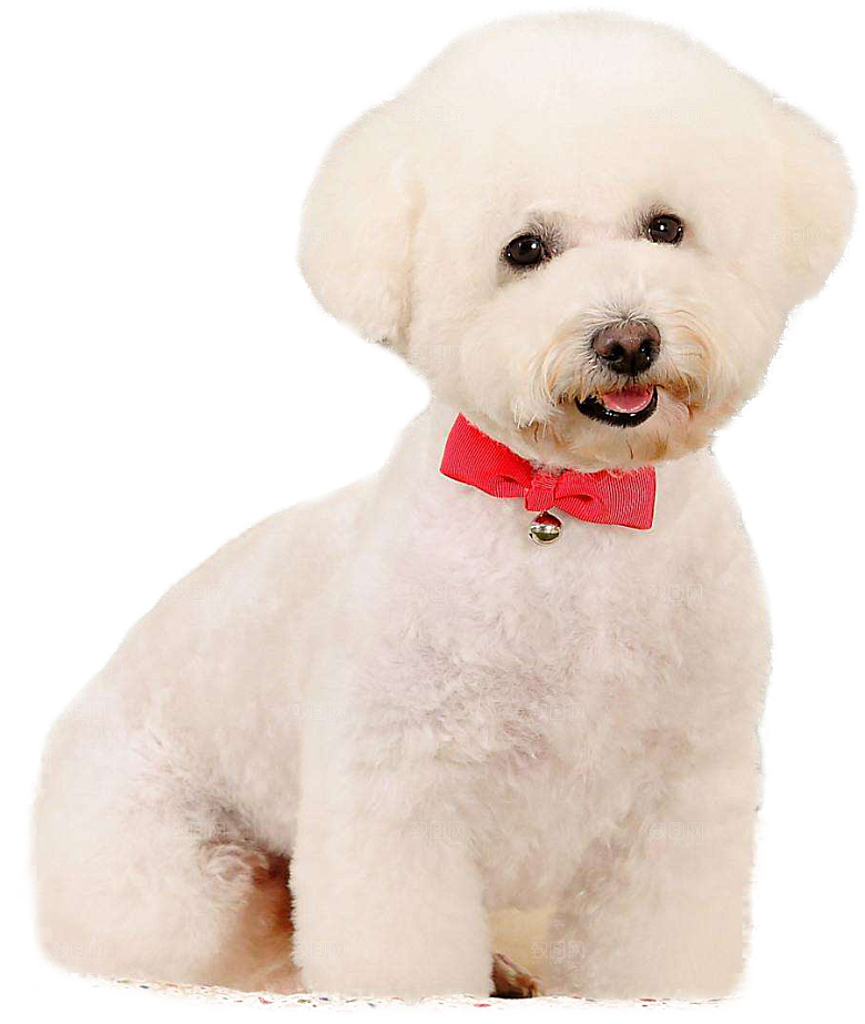 可爱宠物狗各种狗狗犬类动物高清PNG