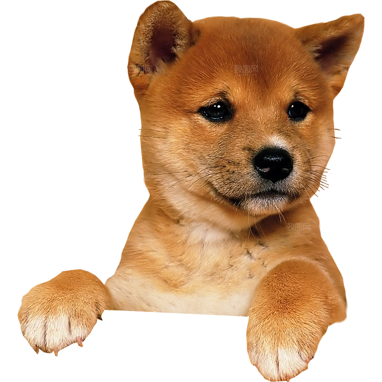 可爱宠物狗各种狗狗犬类动物高清PNG