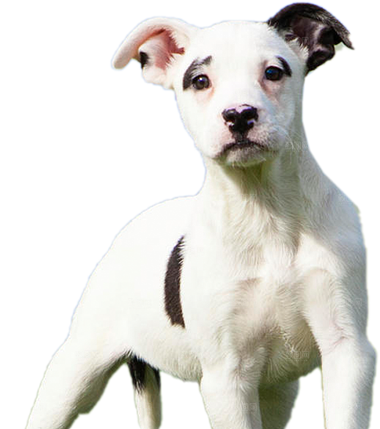可爱宠物狗各种狗狗犬类动物高清PNG