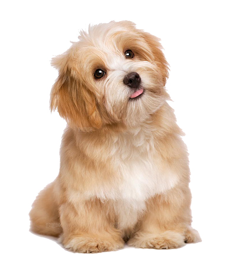 可爱宠物狗各种狗狗犬类动物高清PNG