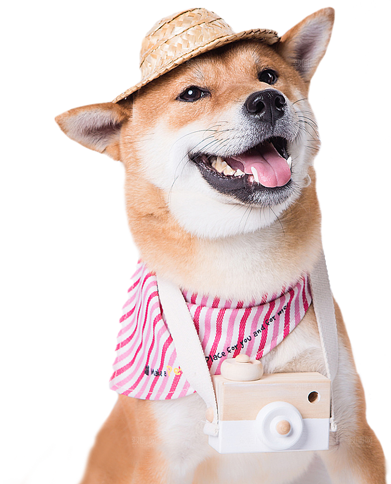 可爱宠物狗各种狗狗犬类动物高清PNG