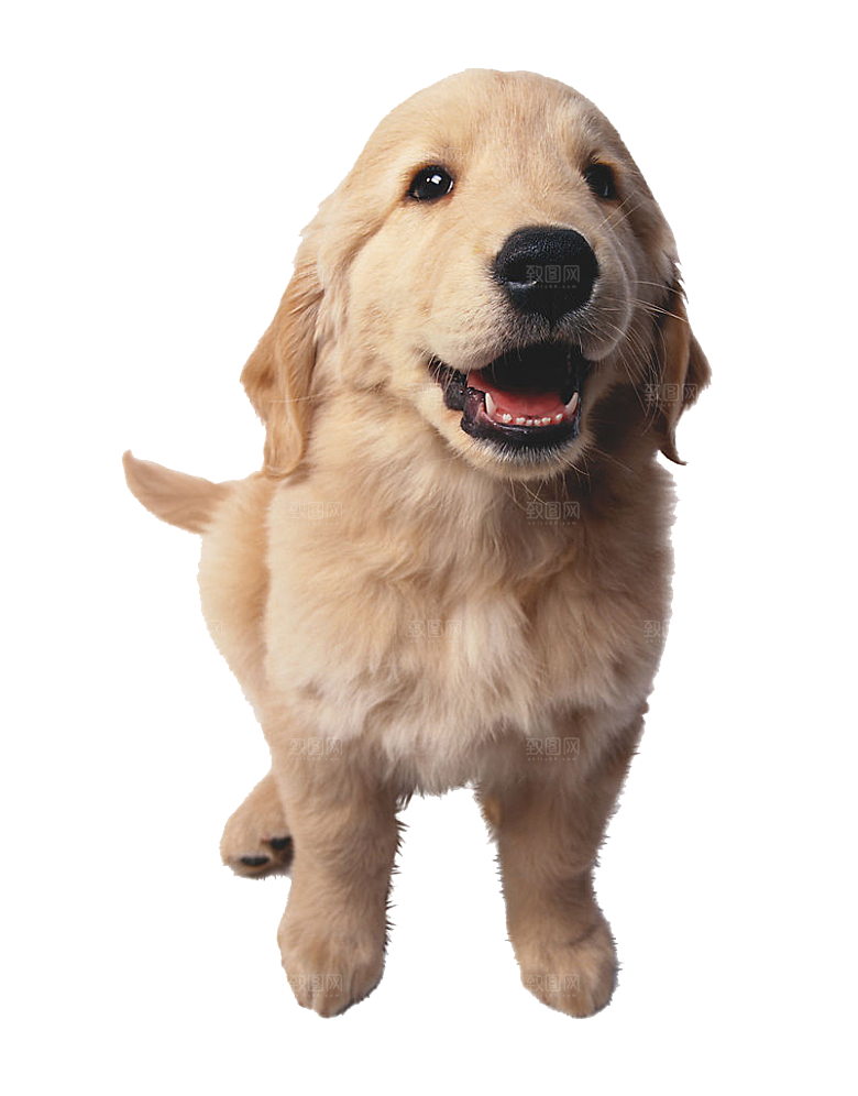 可爱宠物狗各种狗狗犬类动物高清PNG素材