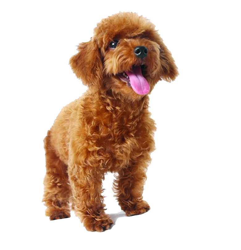 可爱宠物狗各种狗狗犬类动物高清PNG素材