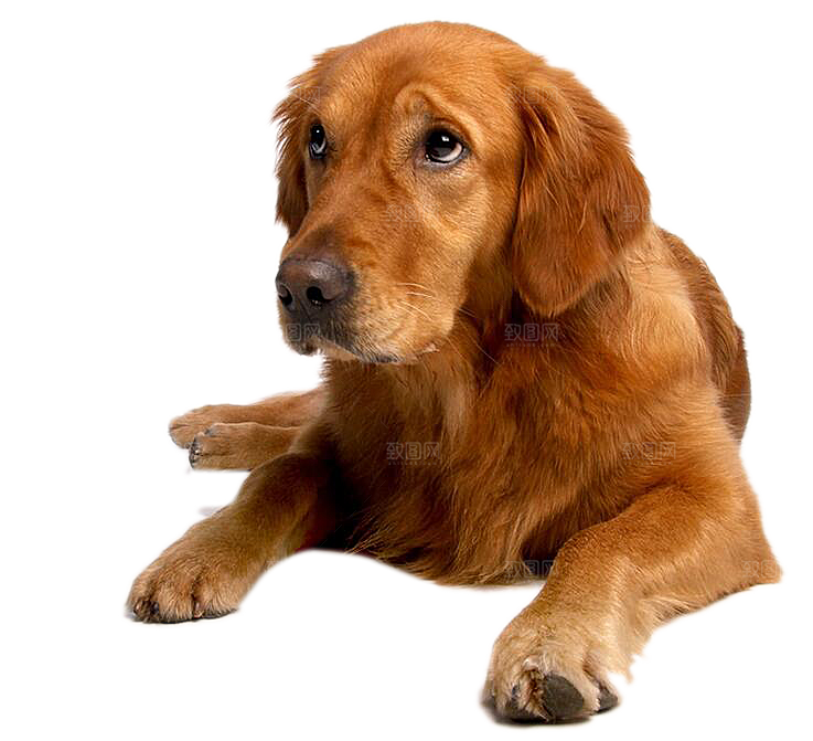 可爱宠物狗各种狗狗犬类动物高清PNG素材
