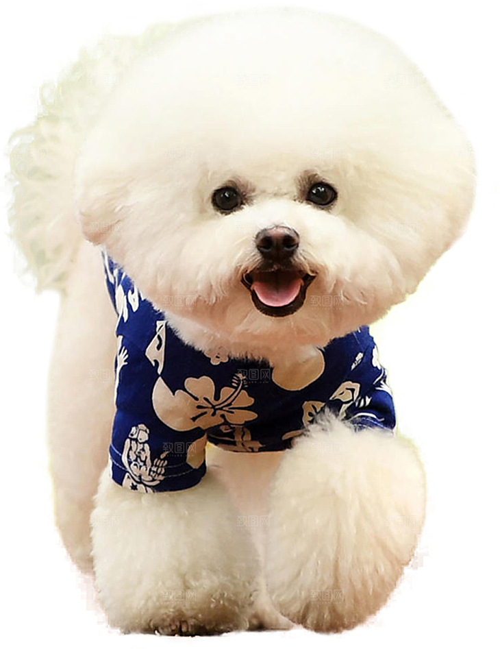 可爱宠物狗各种狗狗犬类动物高清PNG素材