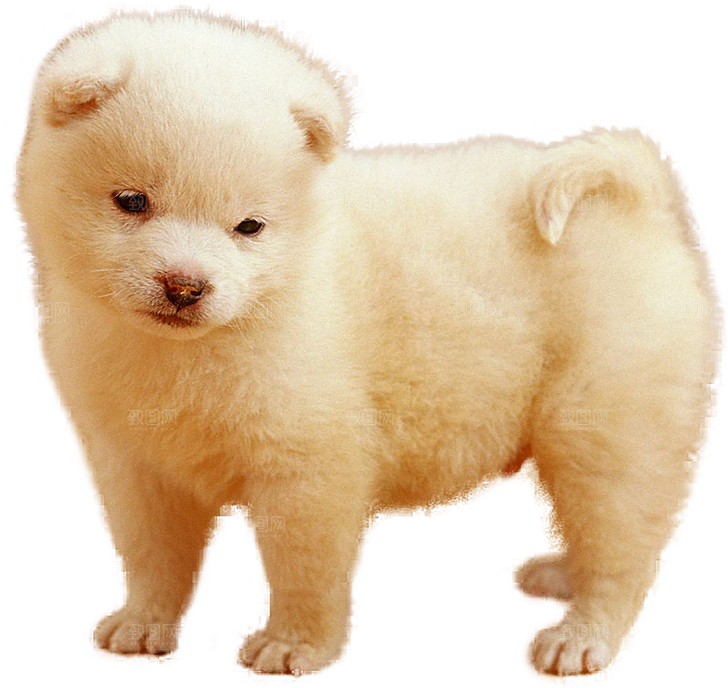 可爱宠物狗各种狗狗犬类动物高清PNG素材